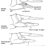 Dolichopeza (Dolichopeza) fuscipes : ovipositor