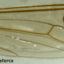 Dolichopeza (Dolichopeza) fuscipes : wing