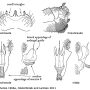 Dolichopeza (Dolichopeza) hirsuticauda : hypopygium