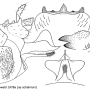 Dolichopeza (Dolichopeza) hirsuticauda : hypopygium