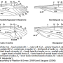 Dolichopeza (Trichodolichopeza) hirtipennis : wing