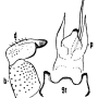 Dolichopeza (Dolichopeza) honshiuensis : hypopygium