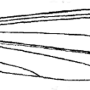 Dolichopeza (Dolichopeza) honshiuensis : wing
