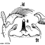 Dolichopeza (Oropeza) inomatai : hypopygium