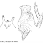 Dolichopeza (Sinoropeza) multiseta : hypopygium