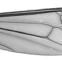 Dolichopeza (Sinoropeza) multiseta : wing