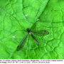 Dolichopeza (Dolichopeza) nitida : habitus - female