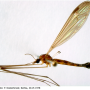 Dolichopeza (Dolichopeza) nitida : habitus - male