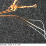 Dolichopeza (Dolichopeza) nitida : habitus - male