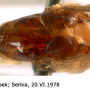 Dolichopeza (Dolichopeza) nitida : body part(s) - thorax