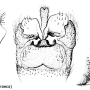 Dolichopeza (Dolichopeza) nitida : hypopygium
