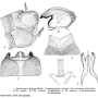 Dolichopeza (Dolichopeza) nitida : hypopygium