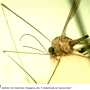 Dolichopeza (Mitopeza) nitidirostris : body part(s) - head and thorax