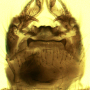 Dolichopeza (Mitopeza) nitidirostris : hypopygium