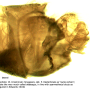 Dolichopeza (Mitopeza) nitidirostris : hypopygium