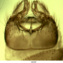 Dolichopeza (Mitopeza) nitidirostris : hypopygium