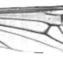 Dolichopeza (Mitopeza) nitidirostris : wing