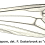 Dolichopeza (Mitopeza) nitidirostris : wing