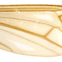 Dolichopeza (Sinoropeza) paucisetosa : wing
