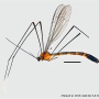 Elephantomyia (Elephantomyodes) angusticellula : habitus - male