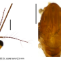 Elephantomyia (Elephantomyodes) angusticellula : body part(s) - head and thorax