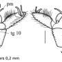 Elephantomyia (Elephantomyodes) angusticellula : hypopygium
