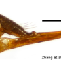 Elephantomyia (Elephantomyodes) angusticellula : ovipositor