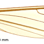 Elephantomyia (Elephantomyodes) angusticellula : wing