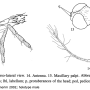 Elephantomyia (Elephantomyia) corniculata : body part(s) - head Elephantomyia (Elephantomyia) corniculata : body part(s) - head