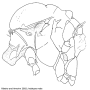 Elephantomyia (Elephantomyia) corniculata : body part(s) - thorax Elephantomyia (Elephantomyia) corniculata : body part(s) - thorax