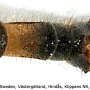 Elephantomyia (Elephantomyia) edwardsi : hypopygium