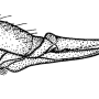Elephantomyia (Elephantomyia) edwardsi : ovipositor