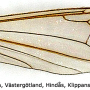 Elephantomyia (Elephantomyia) edwardsi : wing