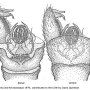 Elephantomyia (Elephantomyia) hokkaidensis : hypopygium