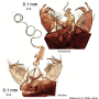 Elephantomyia (Elephantomyia) hokkaidensis : hypopygium