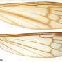 Elephantomyia (Elephantomyia) hokkaidensis : wing