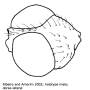 Elephantomyia (Elephantomyia) juquiensis : body part(s) - head