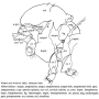 Elephantomyia (Elephantomyia) juquiensis : body part(s) - thorax