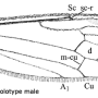 Elephantomyia (Elephantomyia) juquiensis : wing