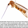 Elephantomyia (Elephantomyia) krivosheinae : habitus - male