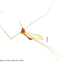 Elephantomyia (Elephantomyia) luculenta : habitus - male