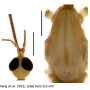 Elephantomyia (Elephantomyia) luculenta : body part(s) - head and thorax