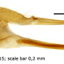 Elephantomyia (Elephantomyia) luculenta : ovipositor