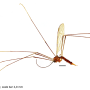 Elephantomyia (Elephantomyia) serotina : habitus - female