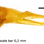 Elephantomyia (Elephantomyia) serotina : ovipositor
