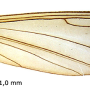 Elephantomyia (Elephantomyia) serotina : wing