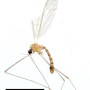 Elephantomyia (Elephantomyia) subterminalis : habitus - male