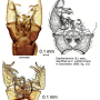 Elephantomyia (Elephantomyia) subterminalis : hypopygium
