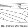 Elephantomyia (Elephantomyina) supernumeraria : wing