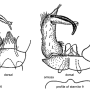 Elliptera omissa : hypopygium